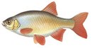 Союз Рантье - иконка «рыбалка» в Никольском
